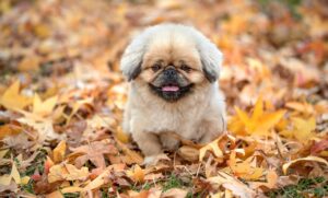 プロテインバーの効果とはどのようなものですか？