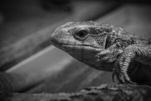 毎日のプロテイン摂取で得られる健康効果とは？