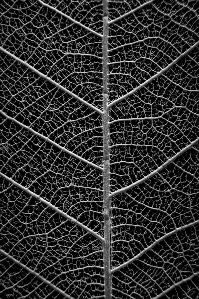 筋トレにおける食物繊維の必要性とは？