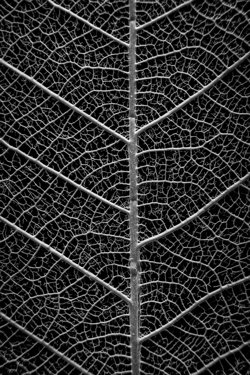 筋トレにおける食物繊維の必要性とは？