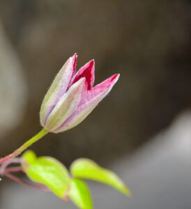 筋トレ初心者が知っておくべき食事は何食必要ですか？
