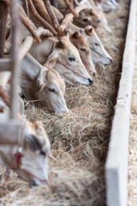 筋肥大に必要な食べる量が足りない場合の対策は？