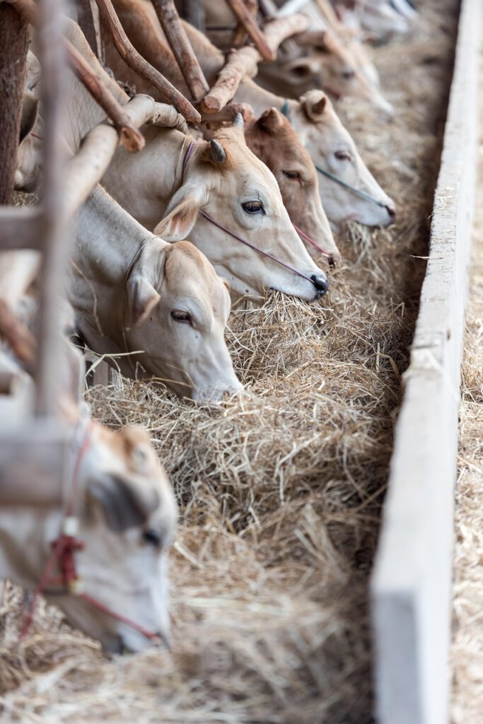 筋肥大に必要な食べる量が足りない場合の対策は？