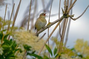 筋肥大における脂質の摂取はどれくらいが理想ですか？