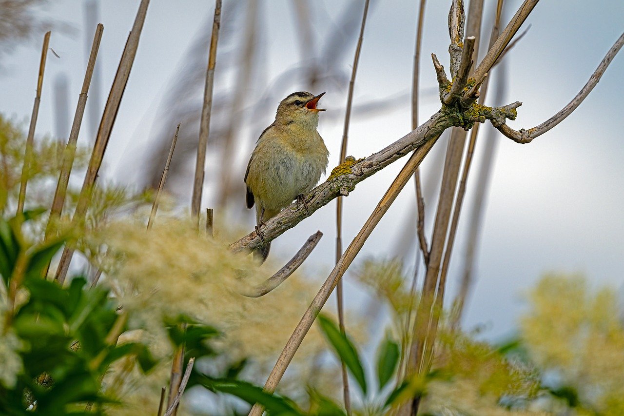 筋肥大における脂質の摂取はどれくらいが理想ですか？