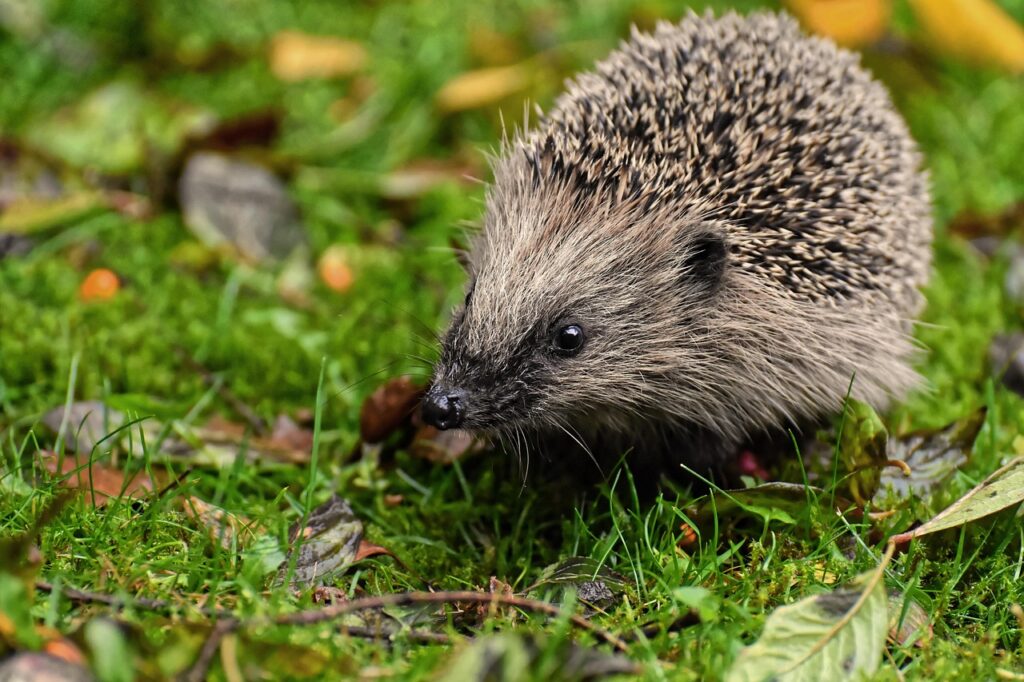 プロテインは動物性と植物性、どちらを選ぶべき？