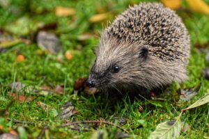 プロテインは動物性と植物性、どちらを選ぶべき？
